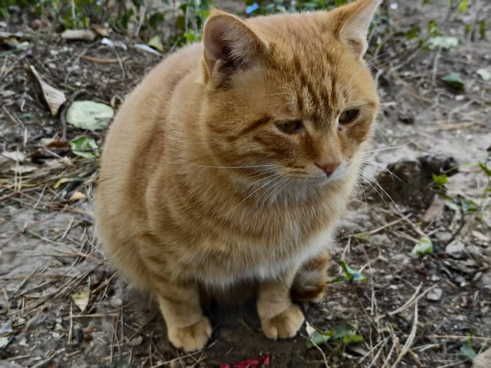 下山途中遇到的橘猫